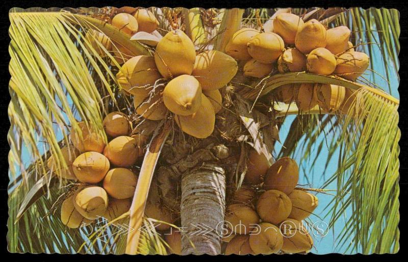 Coconut Palm. Jamaica, W. I.