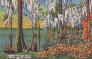 Cypress Trees In Florida Cypress Gardens Curteich