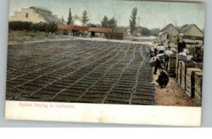 CALIFORNIA Farmers Drying Apricots c1905 Postcard