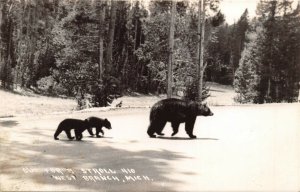 WEST BRANCH MICHIGAN-BEAR FAMILY OUT FOR A STROLL-1930s REAL PHOTO POSTCARD