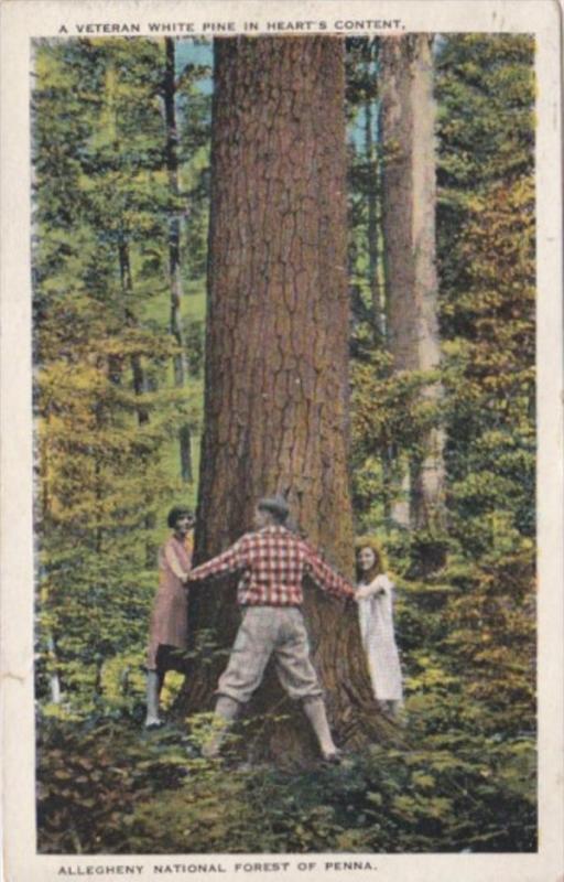 Pennsylvania Allegheny National Forest Large Veteran White Pine Tree 1931