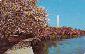 At Cherry Blossom Time Washington DC