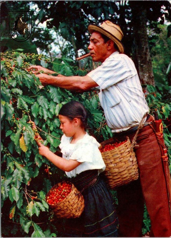 VINTAGE CONTINENTAL SIZE POSTCARD FATHER & DAUGHTER COLOMBIAN COFFEE PLANTATION