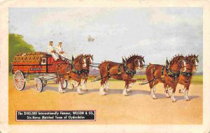 Clydesdale Horse Team Wilson Co Chicago Illinois postcard