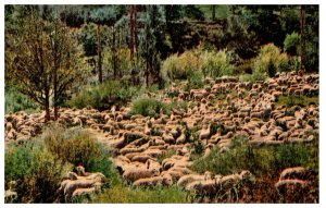 Sheep in a Valley  CA Mitchell Postcard