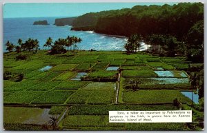 Keanae Peninsula Maui Hawaii 1960s Postcard Taro Tuber cut out repair