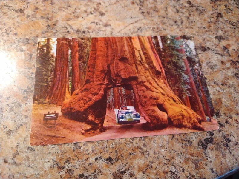 Vintage 1949 Yosemite National Park, California Tunnel Tree Postcard