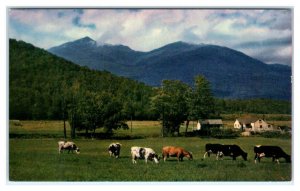 PINKHAM NOTCH, NH ~ Cows Grazing & MTS ADAMS, MADISON  c1950s Postcard