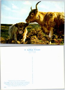 Highland Cow and Calf (16940