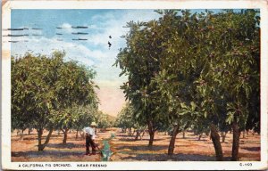 A California Fig Orchard Near Fresno California Vintage Postcard C214