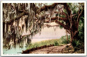 Royal Arch Oak Tree Ormana Florida FL River Road Pathway Hiking Trail Postcard