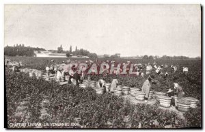 Postcard Old Wine Harvest Chateau Livran The vintage 1906