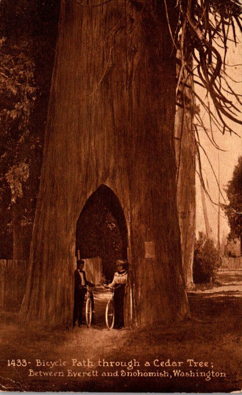 Washington Bicycle Path Through A Cedar Tree Between Everett and Snohomish 1918