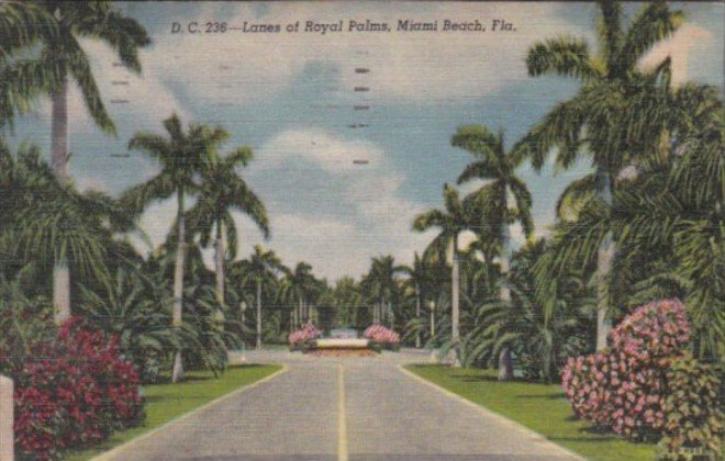 Florida Trees Lanes Of Royal Palms In Miami Beach 1952 Curteich
