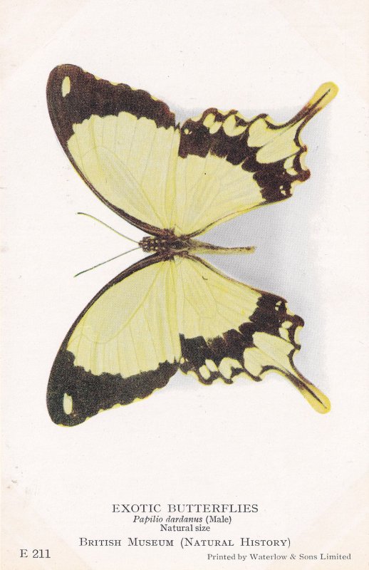 Papilio Dardanus Male Exotic Butterfly Butterflies Old Rare Museum Postcard