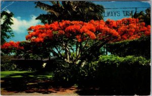 1969 The Flame Tree Honolulu,HI Hawaii Vintage Postcard