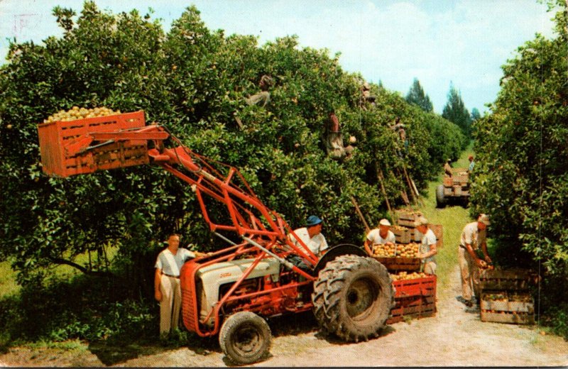 Florida Typical Citrus Harvest