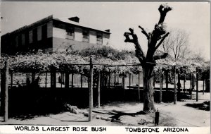 Tombstone Arizona World's Largest Rose Bush RPPC Postcard Z26