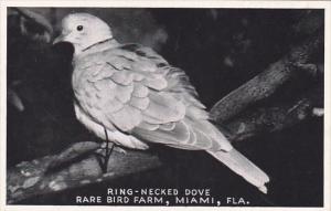 Ring-Necked Dove Rare Bird Farm Miami Florida