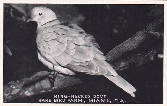 Ring-Necked Dove Rare Bird Farm Miami Florida