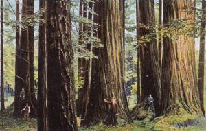 Big Trees Santa Cruz California