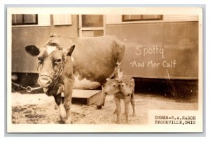 RPPC Spotty and 2-Headed Freak Calf Brookville Ohio OH UNP Postcard Y15