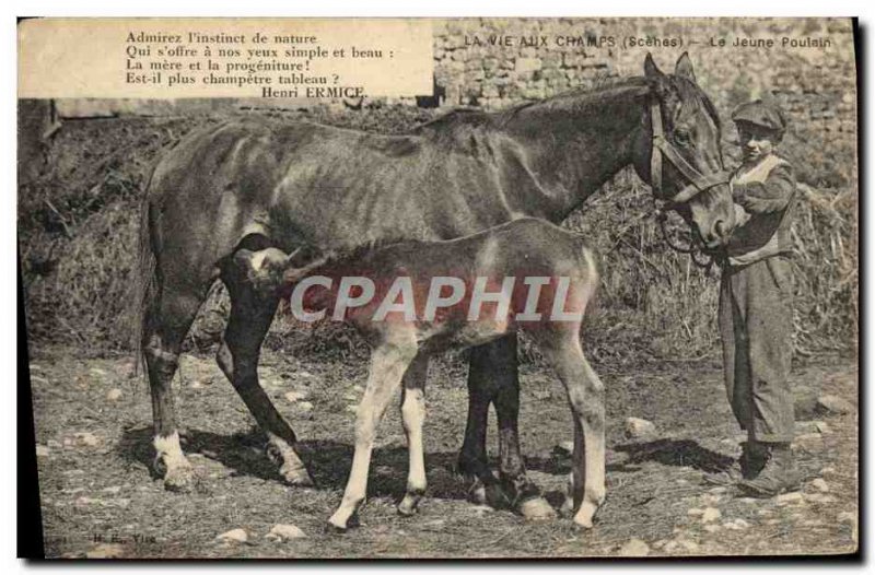 Old Postcard Folklore Young Horse foal