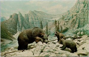 Edmonton Alberta Pronghorn Grizzly Bears Provincial Museum Archives Postcard H59