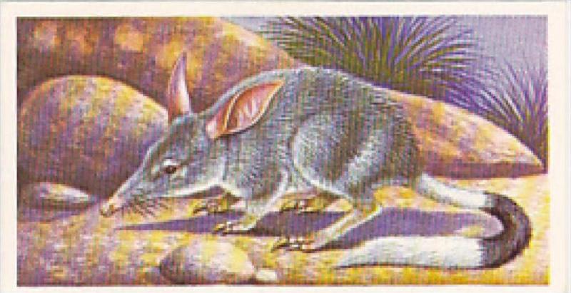 Brooke Bond Vintage Trade Card Incredible Creatures 1986 No 10 Rabbit-Eared B...