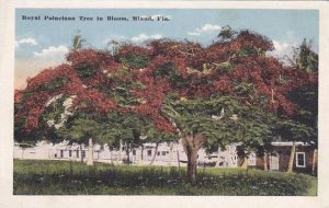 Florida Miami Royal Poinciana Tree In Bloom