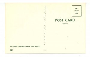 FL - Peaches Ready for Market