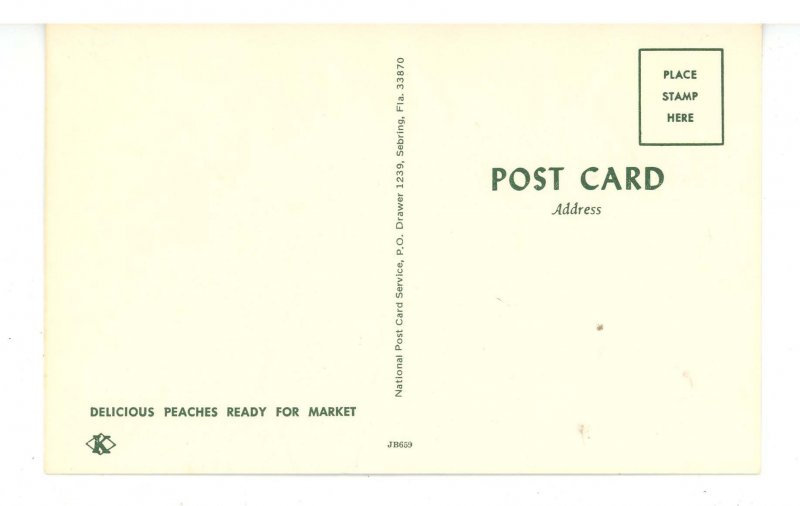 FL - Peaches Ready for Market