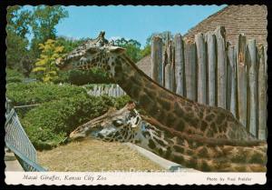 Masai Giraffes, Kansas City Zoo