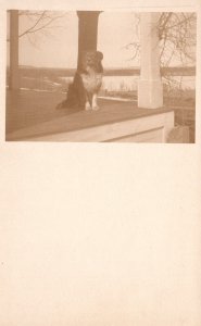 Postcard Real Photo Dog Sitting on Porch With Lake in Background RPPC