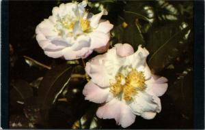 Bellingrath Gardens Mobile Alabama  -  Camellia - The Bessie Morse Bellingrath