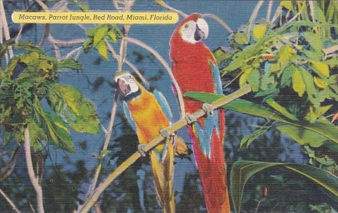 Florida Miami Colorful Macaws Parrot Jungle Red Road