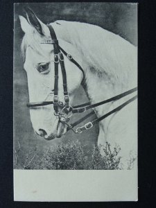 Horse Theme WHITE HORSE HEAD c1905 Postcard Raphael Tuck 6069