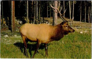 Postcard ANIMAL SCENE Banff Alberta AB AK1554