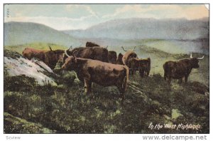 Cattle In the West Highlands, 00-10s