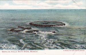 Bermuda Serpuline Atolls South Shore