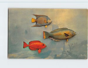 Postcard Common Fishes in South Florida