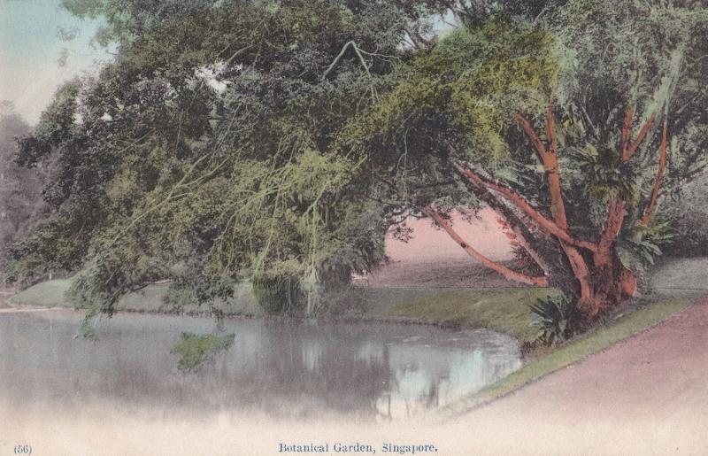 Botanical Gardens Singapore Antique Postcard