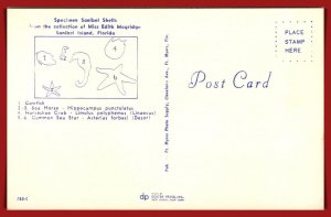 Florida - Specimen Sanibel Shells - [FL-1087]