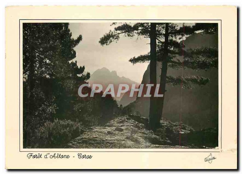 Modern Postcard Corsica Ile de Beaute Forest of Aitone