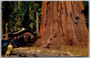 Sequoia National Park California 1950s Postcard Uncle Ned Tree Girl Car