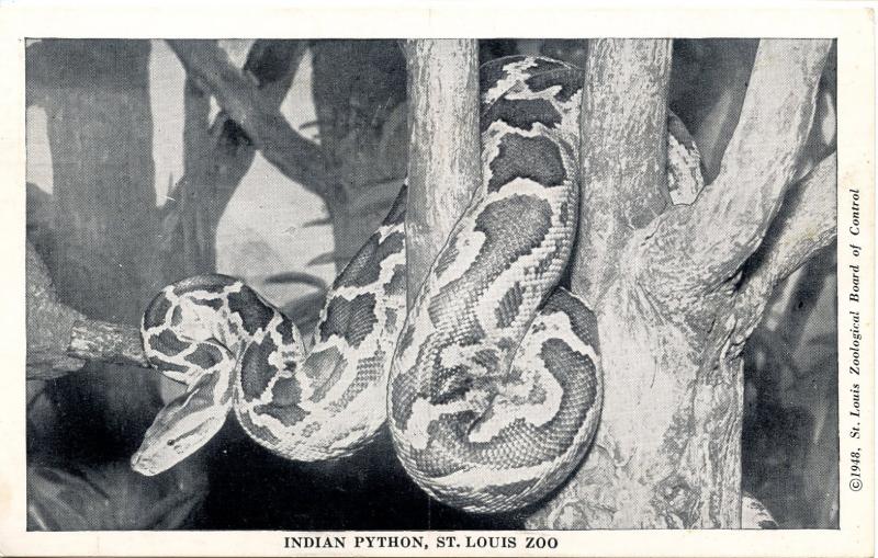 Snake - Indian Python