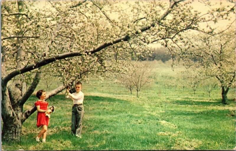 Orchard Scene Apple Bloosom Time Cumberland Valley Postcard UNP VTG Plastichrome 