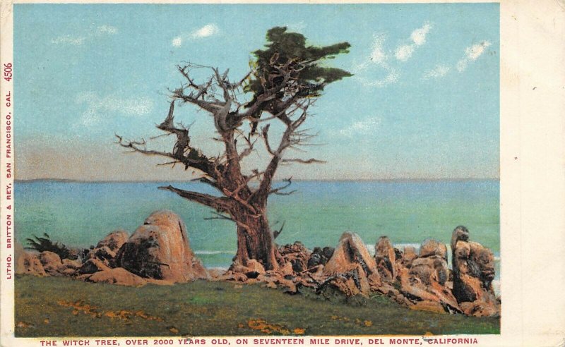 Del Monte California 1908 Postcard The Witch Tree Brooks California Cancel