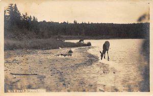 Wild Deer Unused real photo, stains on back