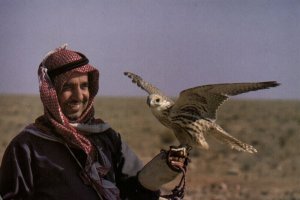 bahrain, The Face of the Falcon, Arab Falconer, Hunting (1980s) Postcard